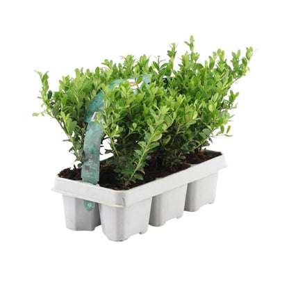 1x 6er-Pack Ilex crenata 'Jenny' - 6 x Ø7 cm - ↕15 cm