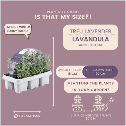 6er-Pack Lavendel angustifolia - 6 x Ø7 cm - ↕15 cm 