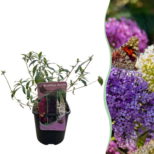 Green boutiQ – Schmetterlingsstrauch – Buddleja davidii Tricolour – Blüte rosa, weiß und violett – 1 Pflanze – Laubabwerfend – Zieht Schmetterlinge an – Topf 17 cm, Höhe 30 cm