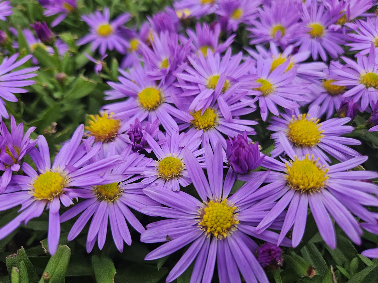 12x Aster (D) 'Prof. Anton Kippenberg' - ↕10-25cm - Ø9cm