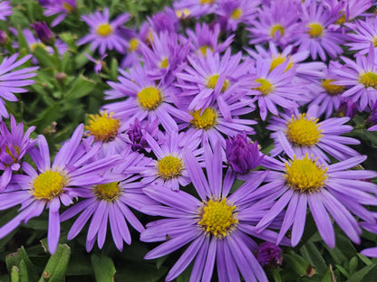 12x Aster (D) 'Prof. Anton Kippenberg' - ↕10-25cm - Ø9cm