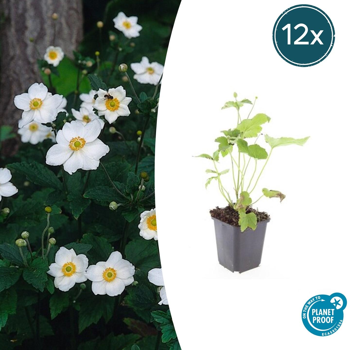12x Anemone hyb. 'Honorine Jobert' - ↕10-25cm - Ø9cm