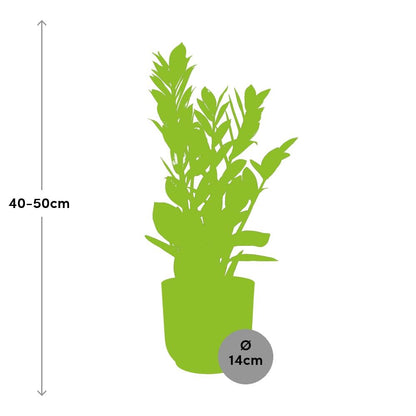 Zamioculcas – Height 45-50 in ELHO Vibes Fold 14cm yellow