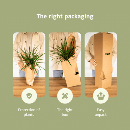 Überraschungsbox - Ø12cm - ↕25cm - x6