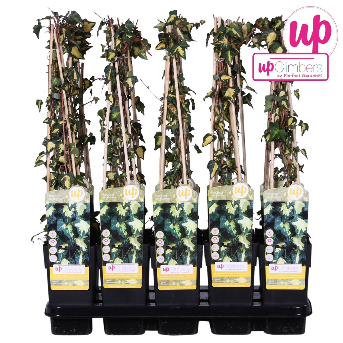 Hedera-Helix 'Goldheart' - Ø15cm - ↕65cm