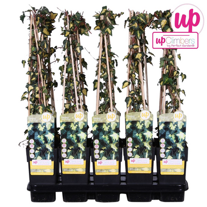 Hedera-Helix 'Goldheart' - Ø15cm - ↕65cm