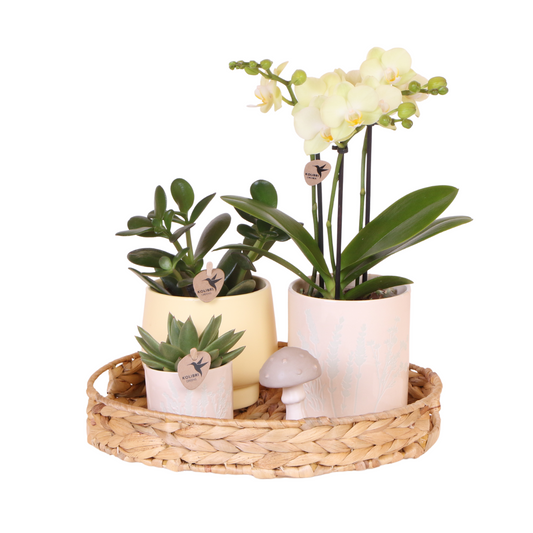 Kolibri Orchids | Gift set Pasen Big | Groene planten met gele Phalaenopsis orchidee in Simplicity sierpotten geel op bamboe plate