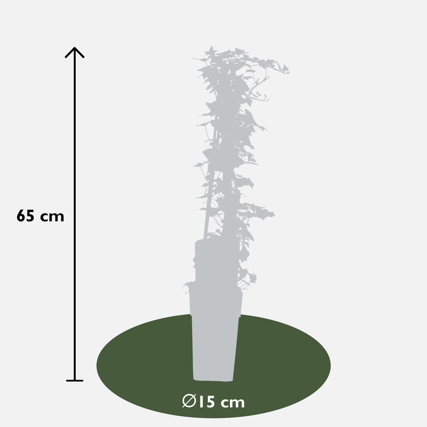 Hedera-Helix - Ø15cm - ↕65cm