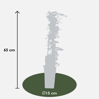 Hedera-Helix - Ø15cm - ↕65cm