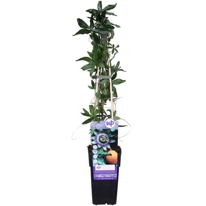 Passiflora Blaue Caerulea – Ø15cm – ↕65cm