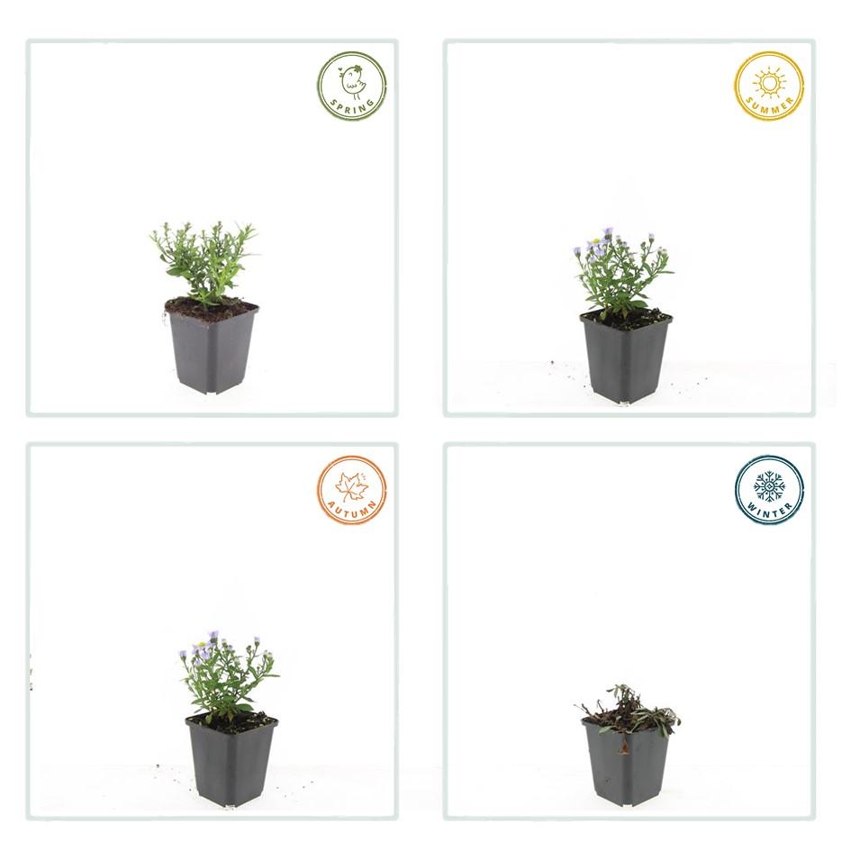 12x Aster (D) 'Prof. Anton Kippenberg' - ↕10-25cm - Ø9cm