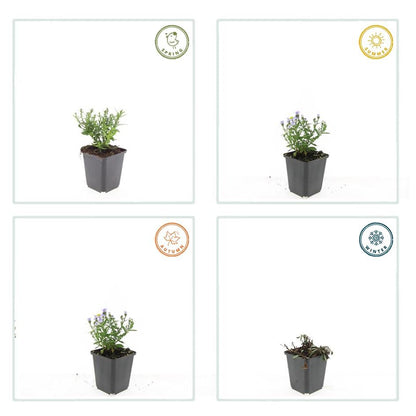 12x Aster (D) 'Prof. Anton Kippenberg' - ↕10-25cm - Ø9cm