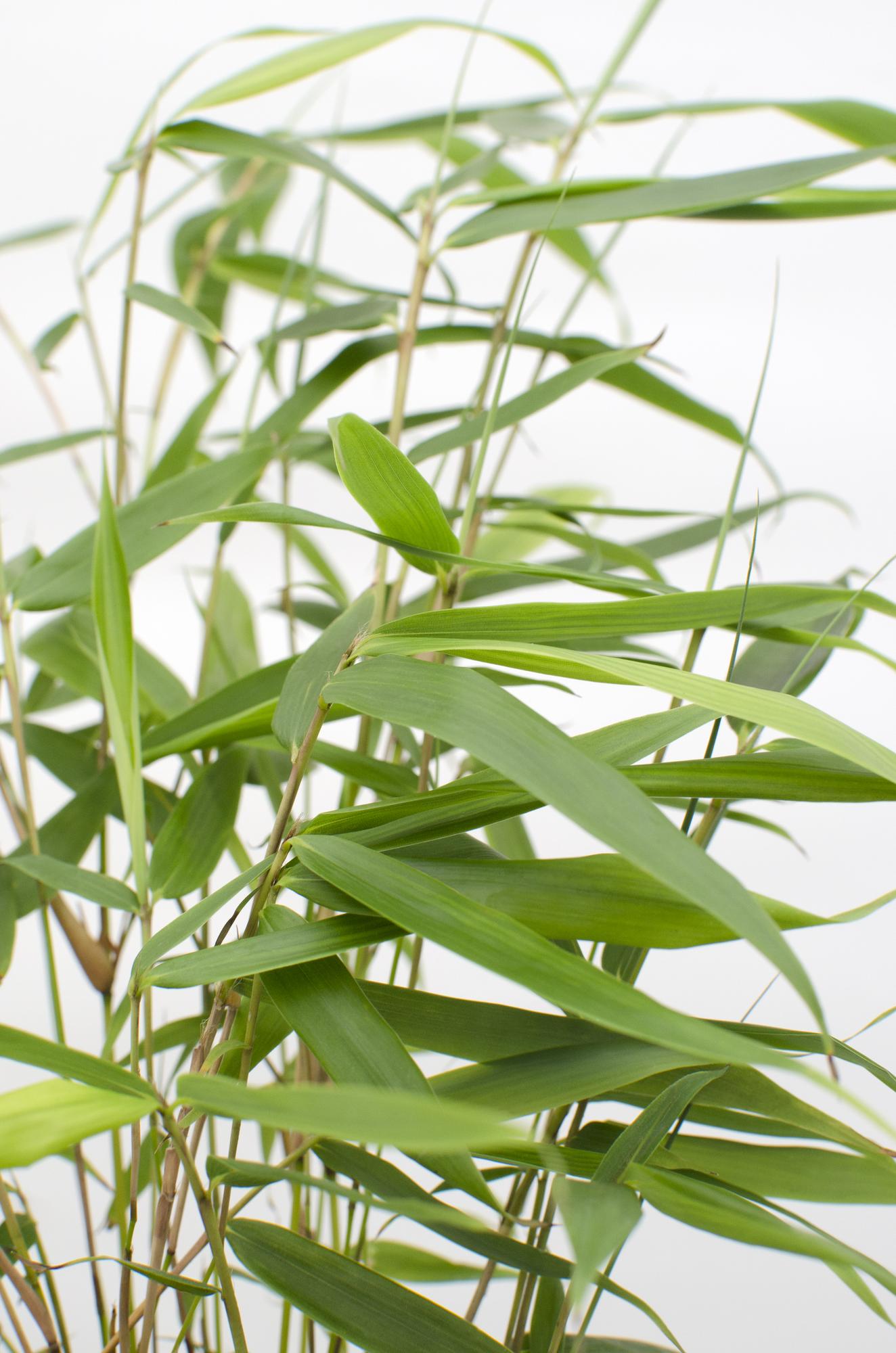 Fargesia robusta 'Pingwu' - Ø14cm - ↕40cm