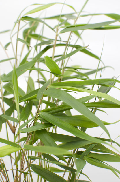 Fargesia robusta 'Pingwu' - Ø14cm - ↕40cm