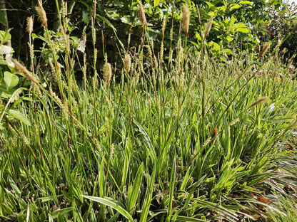 12x Carex morrowii 'Aureovariegata' - ↕10-25cm - Ø9cm