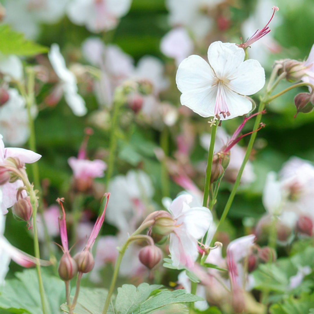 Geranie – 6 Stecker | Pflanzen und genießen Sie einen farbenfrohen Garten 