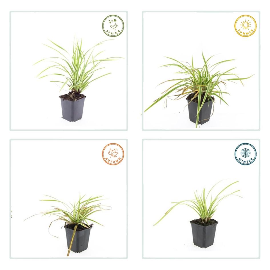 12x Carex morrowii 'Aureovariegata' - ↕10-25cm - Ø9cm