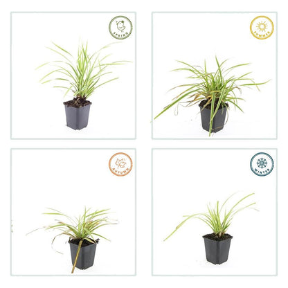12x Carex morrowii 'Aureovariegata' - ↕10-25cm - Ø9cm