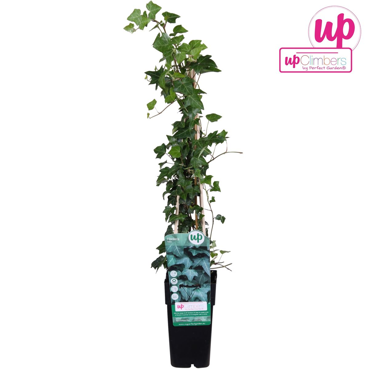 Hedera-Helix - Ø15cm - ↕65cm