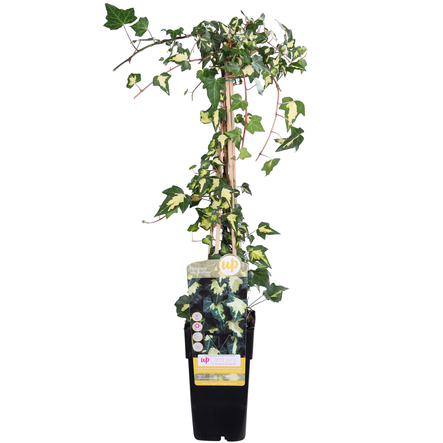Hedera-Helix 'Goldheart' - Ø15cm - ↕65cm