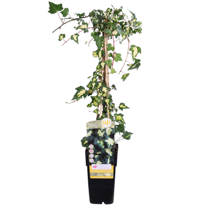 Hedera-Helix 'Goldheart' - Ø15cm - ↕65cm