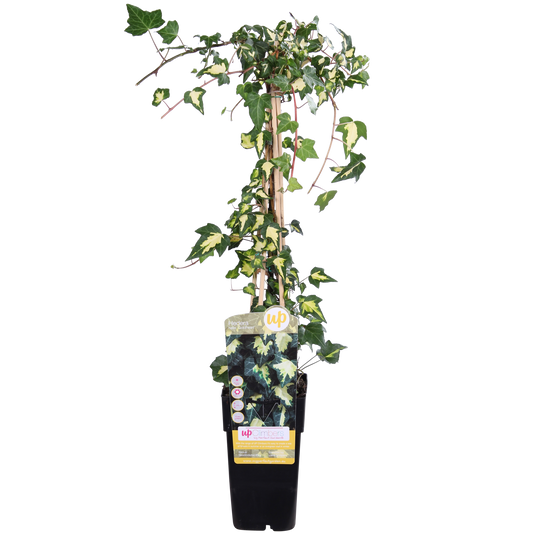 Hedera-Helix 'Goldheart' - Ø15cm - ↕65cm