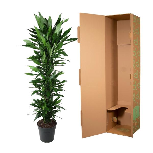 Dracaena Janet Lind branched - 170 cm - ø34