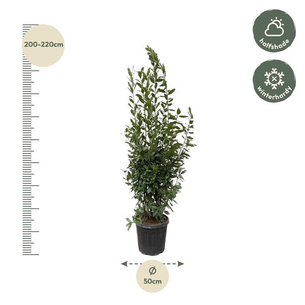 Laurus Nobilis-Strauch - 210 cm - ø50