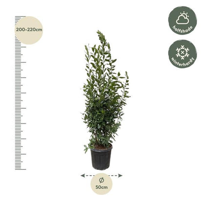 Laurus Nobilis-Strauch - 210 cm - ø50