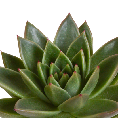 Echeveria mix 10.5 cm - 3x - in terracotta pot