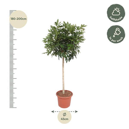 Schefflera Arboricola Compacta tree - 190 cm - ø45