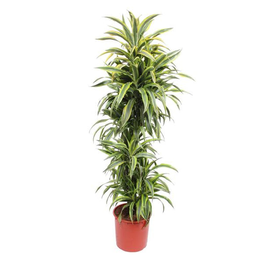 Dracaena Zitrone Limette - 170 cm - ø34