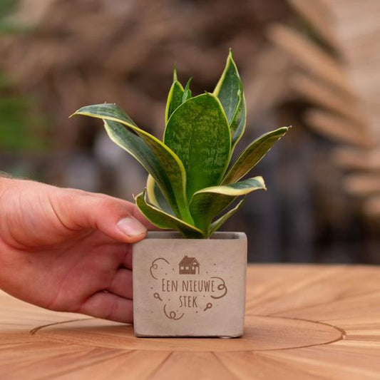 Congreet plantpots + Sansevieria | Een nieuwe stek