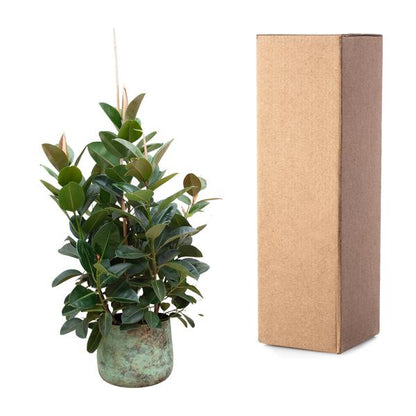 Ficus Robusta branched - 150 cm - ø38