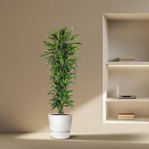 Dracaena Golden Coast branched - 170 cm - ø34