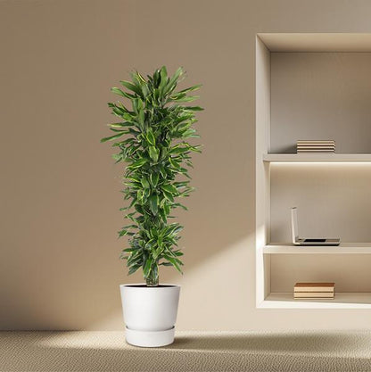 Dracaena Golden Coast branched - 170 cm - ø34
