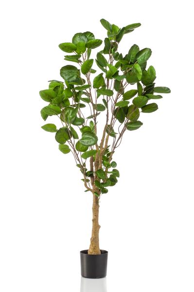 Artificial plant - Polyscias - Aralia - 150 cm