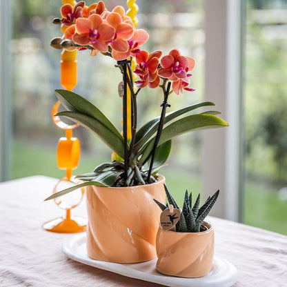 Hummingbird Home | Candy decorative pot - Peach - Ø9cm