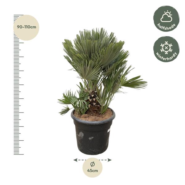 Chamaerops Humilis compact - 120cm - ø45