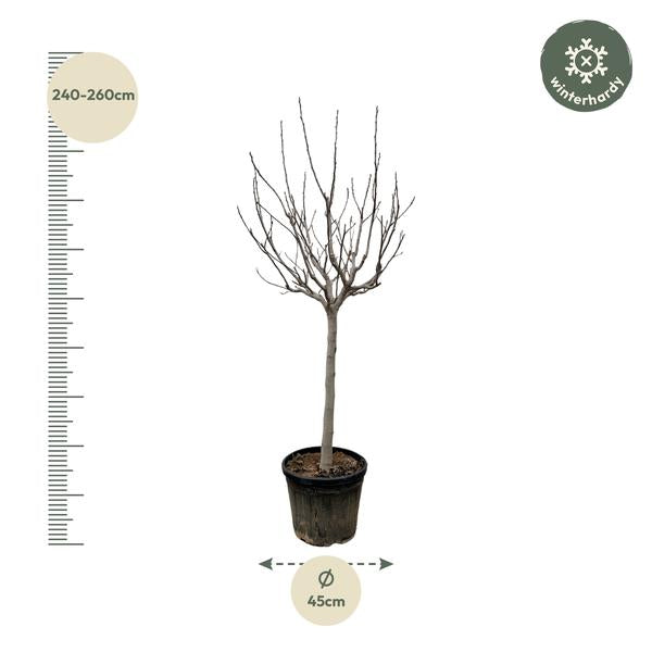 Ficus Carica on stem - 250 cm - ø45
