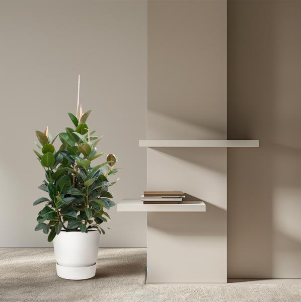 Ficus Robusta branched - 150 cm - ø38