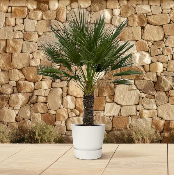 Chamaerops Humilis on stem - 150 cm - Ø45cm