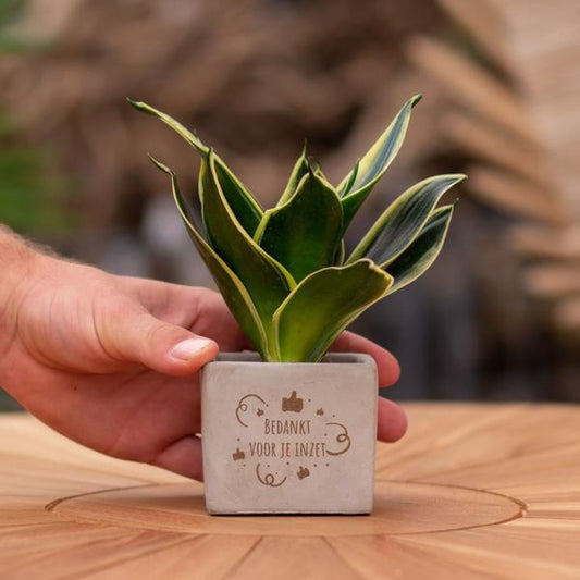 Congreet plantpots + Sansevieria | Bedankt voor je inzet