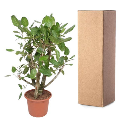 Ficus Benghalensis branched - 140 cm - ø40