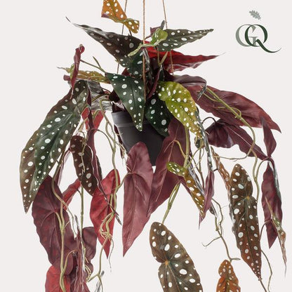 Artificial plant - Begonia Maculata - Dotted Begonia - 80 cm