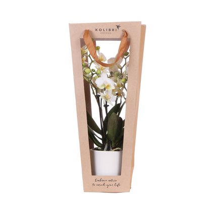 Kolibri Company I Cadeau tasje voor Orchidee met Sierpot 9cm