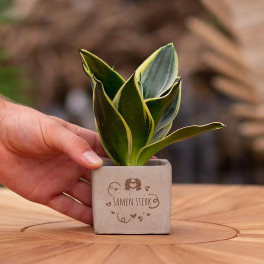 Congreet plantpots + Sansevieria | Samen sterk