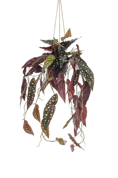 Artificial plant - Begonia Maculata - Dotted Begonia - 80 cm