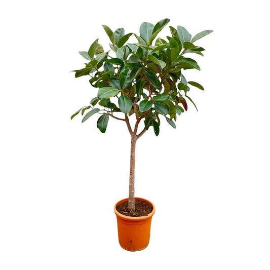 Ficus Elastica Robusta on stem - 210cm - ø40