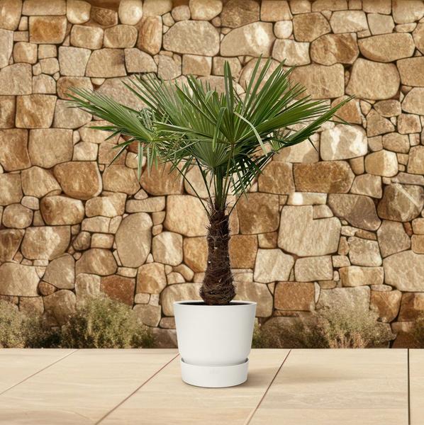 Trachycarpus - 240 cm - Ø45